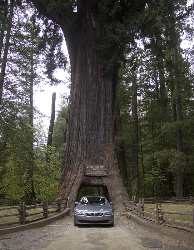 chandelier tree